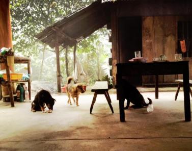 10399008_10154081579160087_4673100178770900331_n